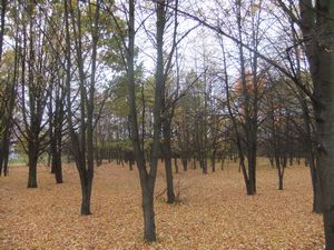 leaves0.jpg